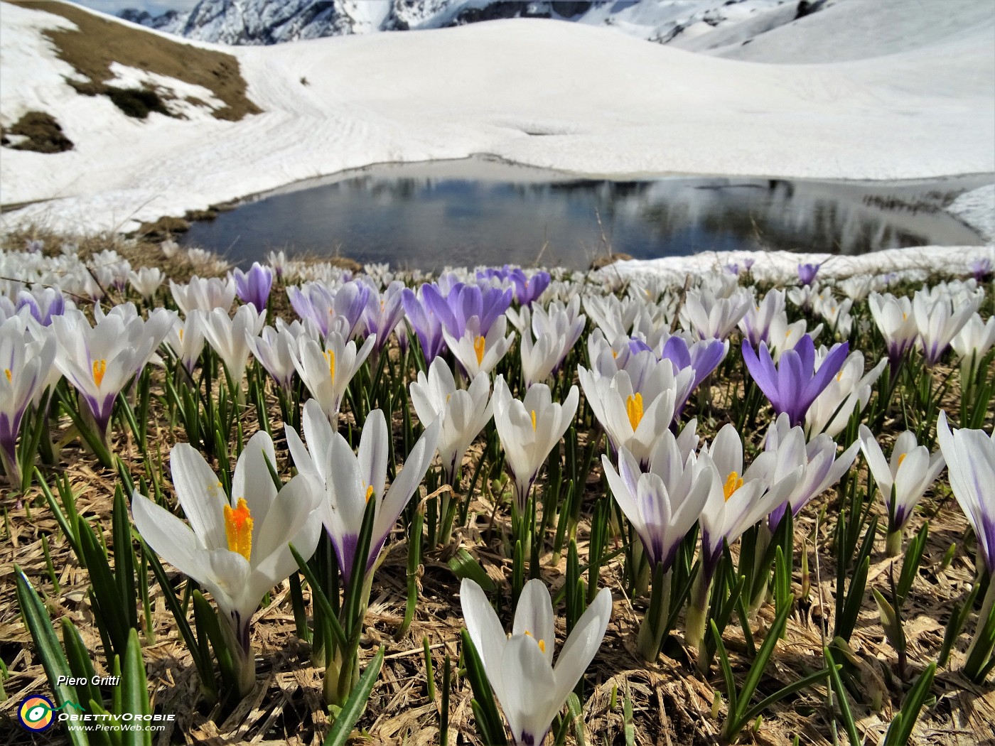 72 Laghetto in disgelo, pascoli in estese fioriture multicolori di Crocus vernus.JPG